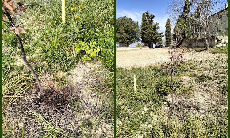 Recanati, danneggiati alberi del bosco urbano: "Ennesimo atto vandalico, denuncia contro ignoti"