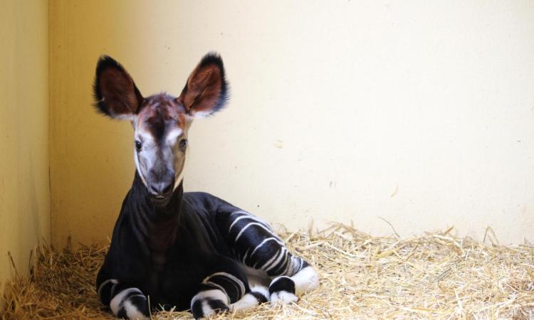 Allo zoo di Falconara viene alla luce un cucciolo di okapi: è il secondo esemplare nato in Italia Allo zoo di Falconara viene alla luce un cucciolo di okapi: è il secondo esemplare nato in Italia