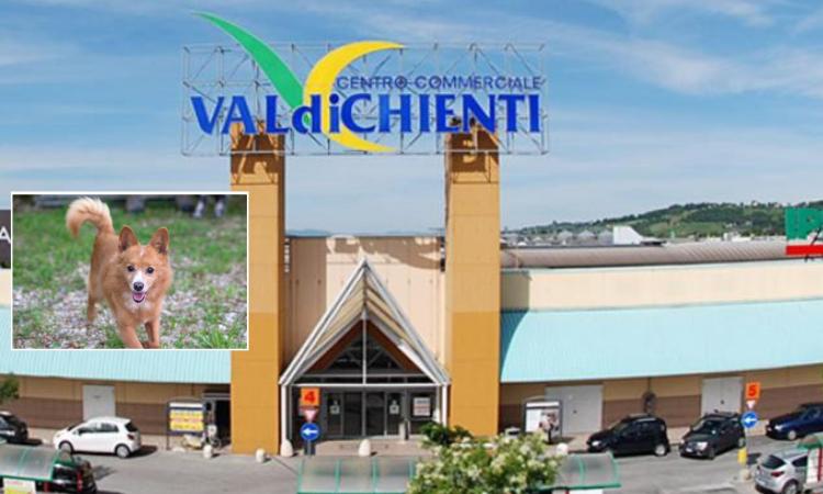 Macerata, una giornata dedicata agli amici a quattro zampe: al Val di Chienti arriva il BauDay Macerata, una giornata dedicata agli amici a quattro zampe: al Val di Chienti arriva il BauDay