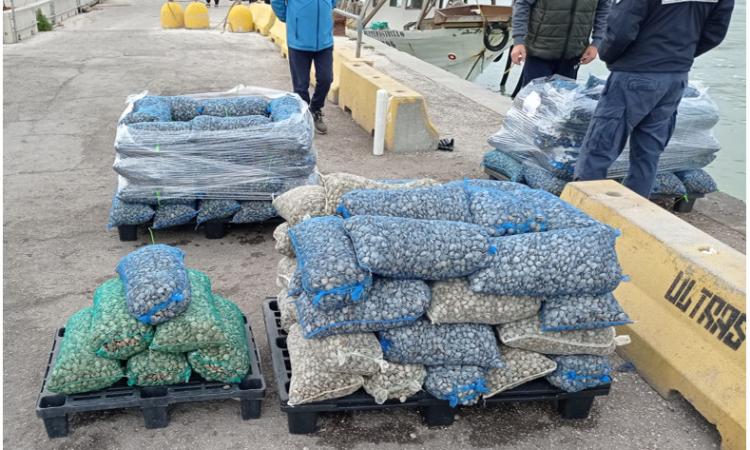 Civitanova, prodotto ittico non tracciato: sequestrati sei quintali di vongole Civitanova, prodotto ittico non tracciato: sequestrati sei quintali di vongole
