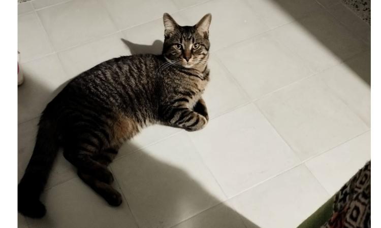 Gatto smarrito a Macerata, la proprietaria chiede aiuto per ritrovarlo