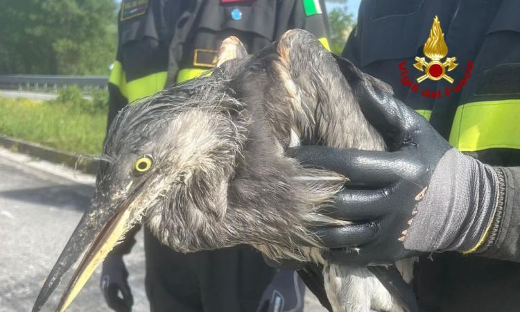 Un piccolo airone cade dal nido lungo la Statale: intervengono i vigili del fuoco