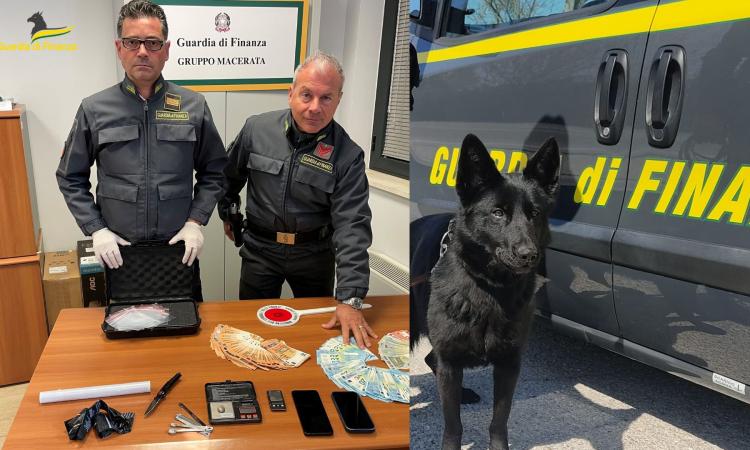 Macerata, il cane antidroga della Finanza "fiuta" un giovane in Corso Cairoli: aveva con sé una dose di hashish