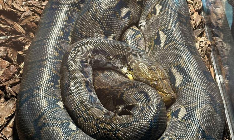 Al Parco zoo di Falconara arriva il pitone reticolato, uno dei serpenti più lunghi al mondo Al Parco zoo di Falconara arriva il pitone reticolato, uno dei serpenti più lunghi al mondo