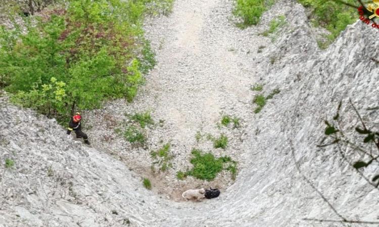 Cingoli, due cani da caccia precipitano in un dirupo: intervengono i vigili del fuoco