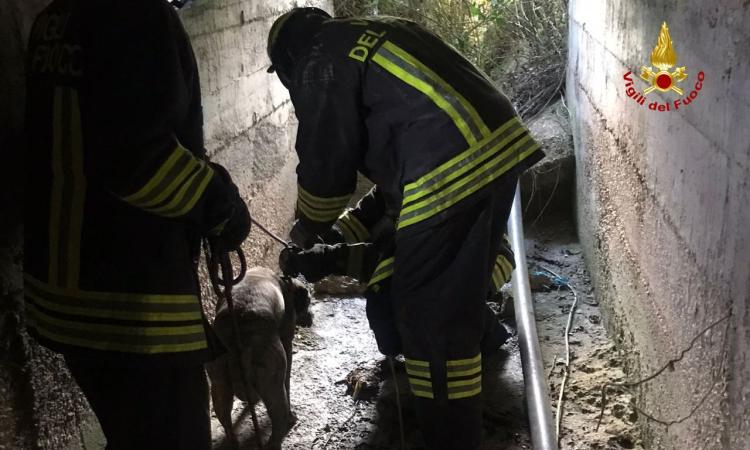 Civitanova, cane precipita in un condotto di scarico: il salvataggio Civitanova, cane precipita in un condotto di scarico: il salvataggio