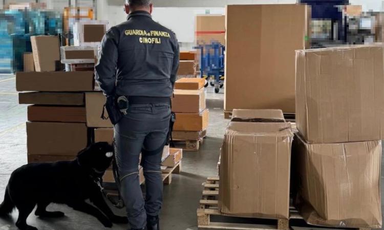 Civitanova, chili di marijuana ordinati con il corriere espresso: la finanza ne sequestra 55. Un denunciato Civitanova, chili di marijuana ordinati con il corriere espresso: la finanza ne sequestra 55. Un denunciato