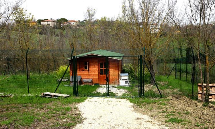 Appignano, gattile d’autore o spreco pubblico? Il singolare ‘caso’ del rifugio per gatti senza gatti Appignano, gattile d’autore o spreco pubblico? Il singolare ‘caso’ del rifugio per gatti senza gatti