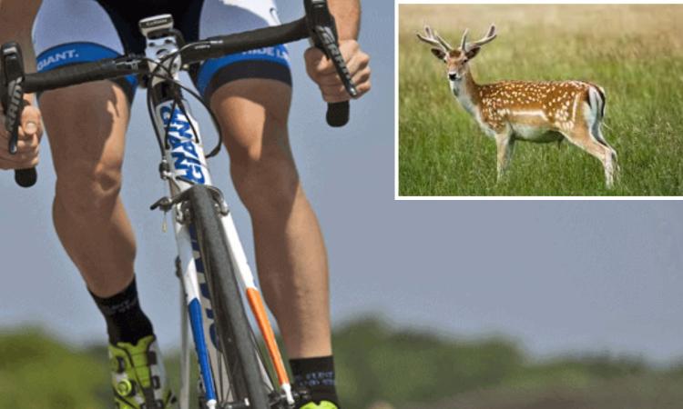 Cingoli, ciclista investe un daino: sul posto intervenuto il 118 Cingoli, ciclista investe un daino: sul posto intervenuto il 118