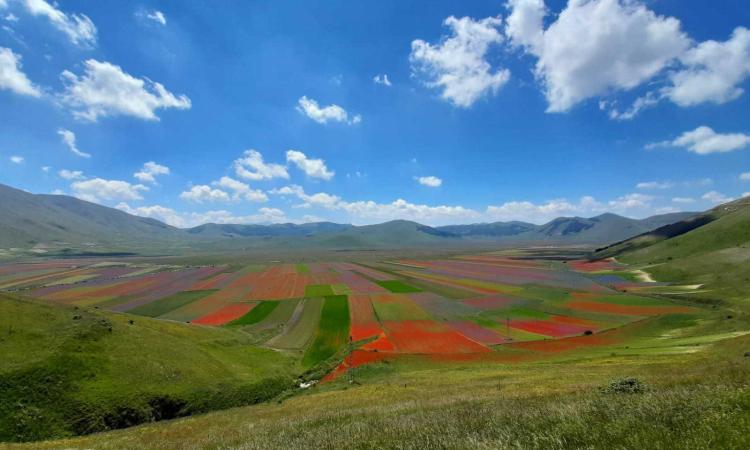 Fioritura di Castelluccio, stop alla sosta selvaggia e tornano i bus: ecco il piano mobilità Fioritura di Castelluccio, stop alla sosta selvaggia e tornano i bus: ecco il piano mobilità