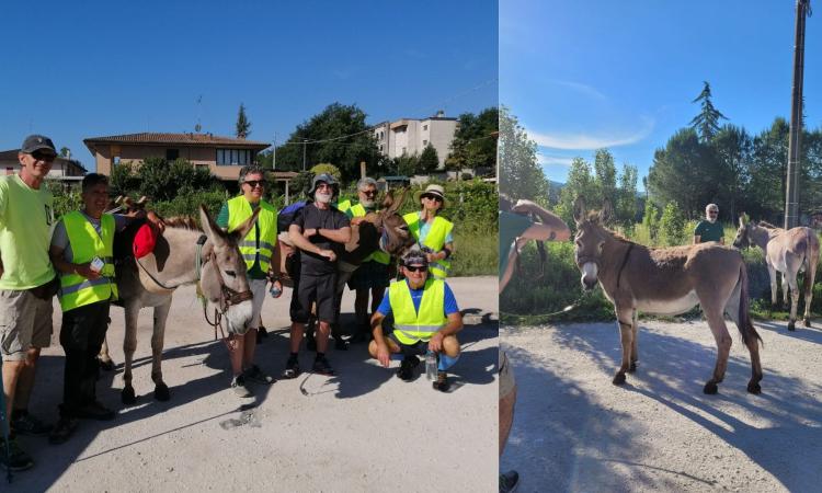 Pollenza, in cammino verso Norcia con gli asinelli: la tradizionale passeggiata di "Andamento Lento"