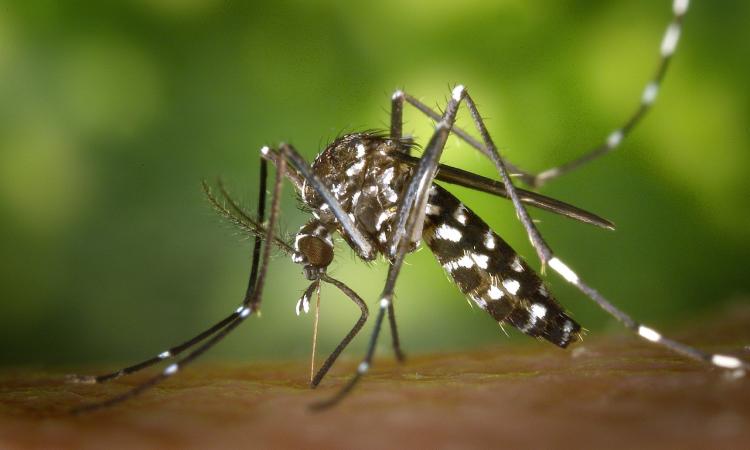 A Morrovalle un caso di virus Chikungunya: disposta disinfestazione straordinaria A Morrovalle un caso di virus Chikungunya: disposta disinfestazione straordinaria
