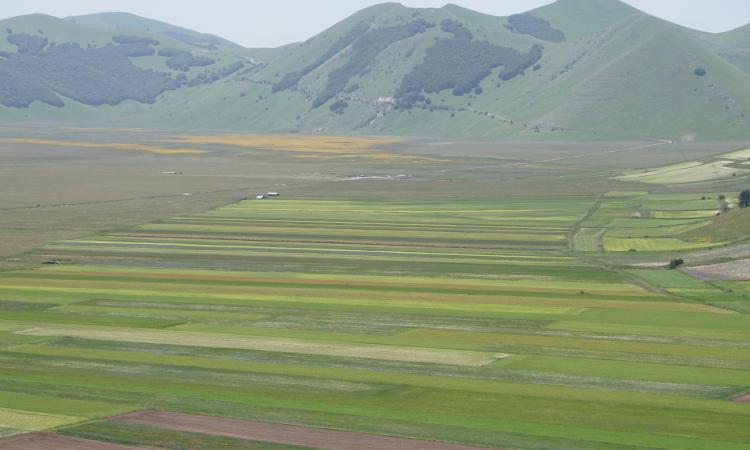 Fioritura Castelluccio 2024, scatta il piano mobilità: dove parcheggiare e come arrivare in auto Fioritura Castelluccio 2024, scatta il piano mobilità: dove parcheggiare e come arrivare in auto