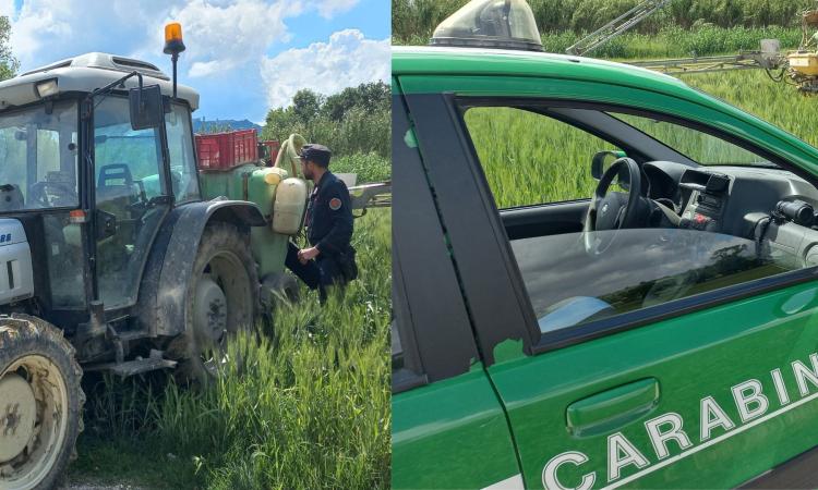 Utilizzo irregolare dei pesticidi in agricoltura, controlli nel Maceratese: multe per oltre 8mila euro Utilizzo irregolare dei pesticidi in agricoltura, controlli nel Maceratese: multe per oltre 8mila euro