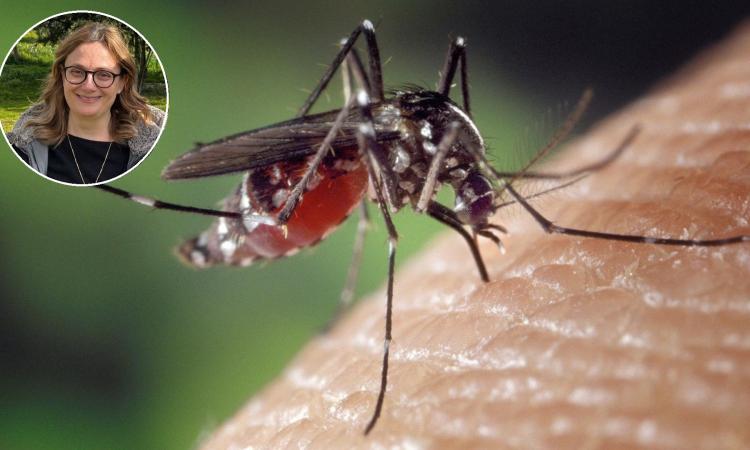 Macerata, disinfestazione anti-zanzare: "Una pasticca nei tombini per intervenire agli stadi larvali"