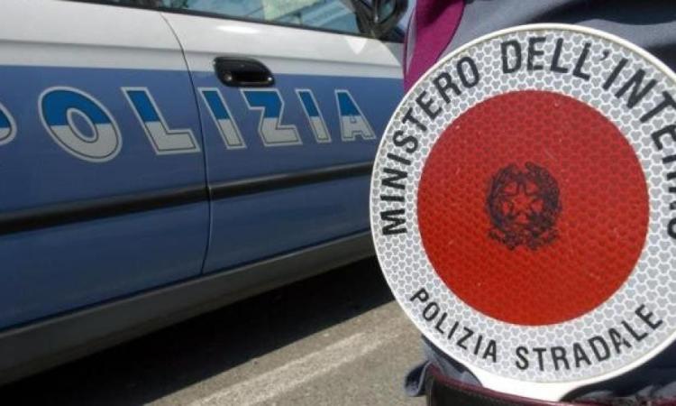 Civitanova, ovini ammassati nel camion in numero eccessivo: multato autotrasportatore