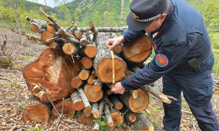 San Severino, 16mila metri quadrati di bosco tagliati illegalmente: denunciato impresario San Severino, 16mila metri quadrati di bosco tagliati illegalmente: denunciato impresario