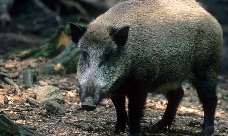 Pioraco, "ho avuto un incidente con un cinghiale", ma è tutto falso: denunciato 68enne Pioraco, "ho avuto un incidente con un cinghiale", ma è tutto falso: denunciato 68enne