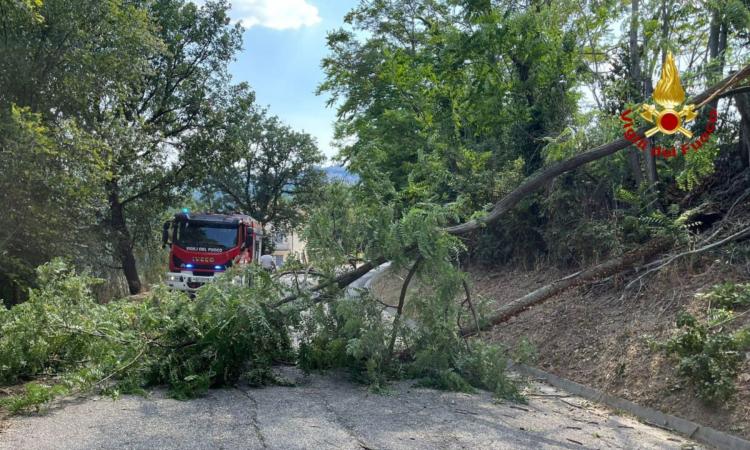 Macerata, albero cade e sbarra la strada: intervento immediato dei Vigili del Fuoco Macerata, albero cade e sbarra la strada: intervento immediato dei Vigili del Fuoco