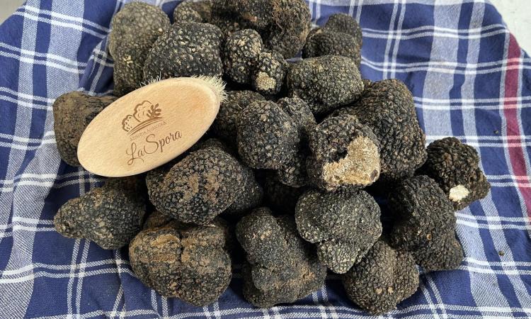 Tutto quello che c’è da sapere sul tartufo estivo scorzone