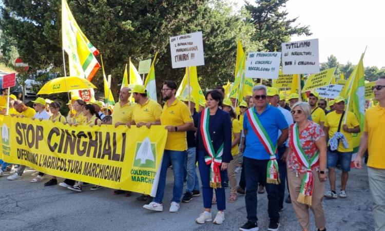 Matelica, l'assessore Cacciolari ad Ancona per il corteo 'stop cinghiali': "Accolte le nostre richieste" Matelica, l'assessore Cacciolari ad Ancona per il corteo 'stop cinghiali': "Accolte le nostre richieste"