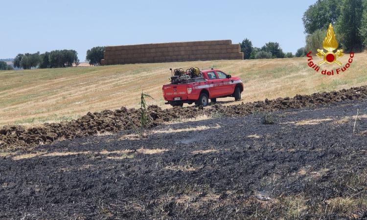 Morrovalle, a fuoco sterpaglie e grano: bruciati cinque ettari di superficie Morrovalle, a fuoco sterpaglie e grano: bruciati cinque ettari di superficie