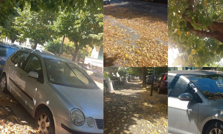 "Tergicristalli spezzati e portiere che non si aprono, la resina dei tigli un incubo a Porto Potenza"