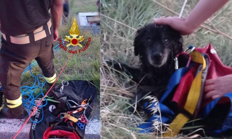 Corridonia, cane precipita in un pozzo per 4 metri: a salvarlo sono i vigili del fuoco