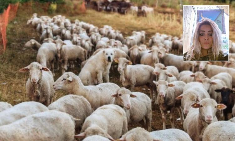 Visso, "La Sopravissana dei Sibillini" ottiene l'emblema "oro" del Parco dei Sibillini Visso, "La Sopravissana dei Sibillini" ottiene l'emblema "oro" del Parco dei Sibillini
