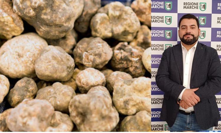 Per la salvaguardia del Tartufo il Consiglio Regionale ha modificato il calendario di raccolta: ecco le date