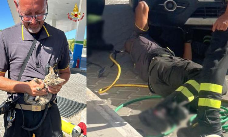 Gatto resta incastrato nel vano motore di un'auto: salvato grazie all'intervento dei vigili del fuoco