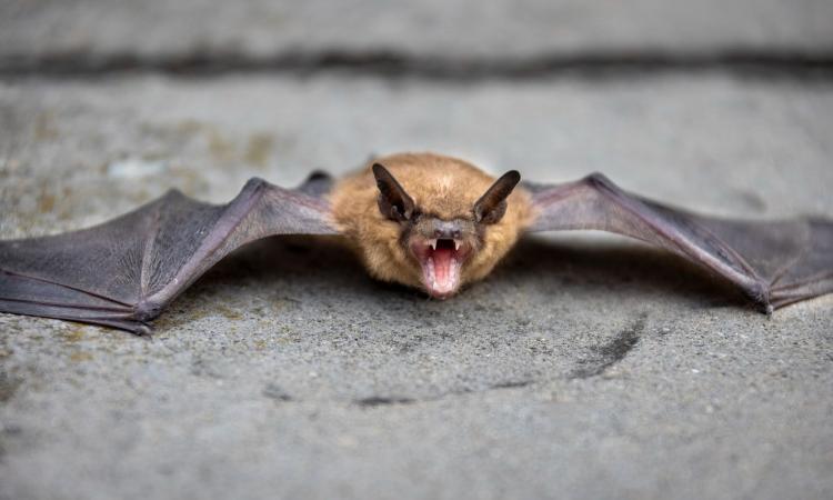 Esanatoglia, rete in una casa abbandonata uccide una colonia di pipistrelli: "Crudeltà non necessaria" Esanatoglia, rete in una casa abbandonata uccide una colonia di pipistrelli: "Crudeltà non necessaria"