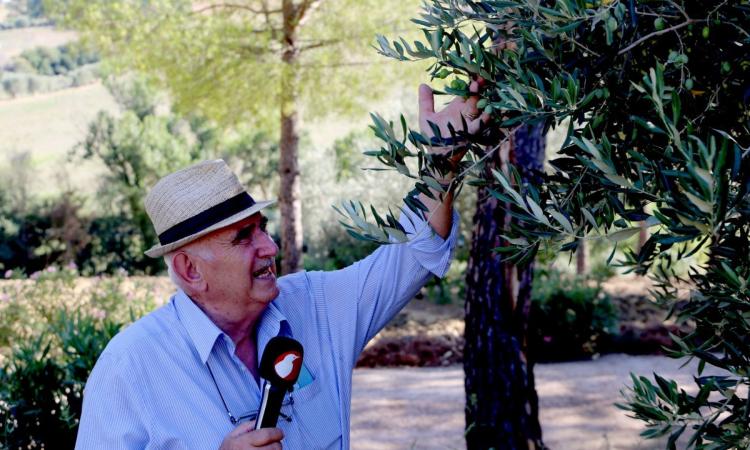 Pollenza, racconti dalla terra: l'Ulivo. I rimedi dell'agronomo Pasquali per combattere la 'mosca' e la siccità (FOTO e VIDEO)