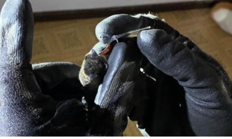 Pipistrelli intrappolati in un vano scale: intervengono i vigili del fuoco per liberarli Pipistrelli intrappolati in un vano scale: intervengono i vigili del fuoco per liberarli