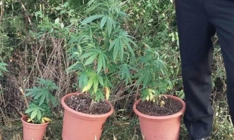 Mogliano, nell'orto coltiva piante di cannabis: i carabinieri le avvistano dalla strada, scatta il sequestro Mogliano, nell'orto coltiva piante di cannabis: i carabinieri le avvistano dalla strada, scatta il sequestro