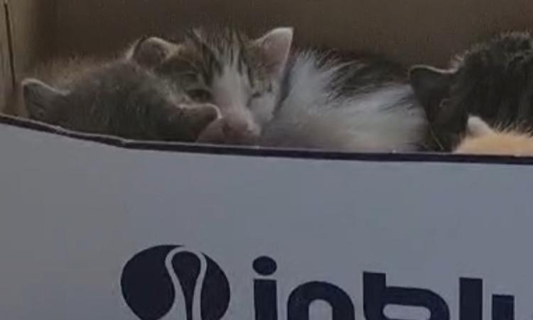 Macerata, prima l'abbandono poi la sparizione di cuccioli di gatto dal cimitero: "Servono più telecamere" Macerata, prima l'abbandono poi la sparizione di cuccioli di gatto dal cimitero: "Servono più telecamere"