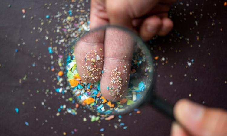 Civitanova, Lezioni di mare alla biblioteca Zavatti: davvero beviamo microplastiche? Civitanova, Lezioni di mare alla biblioteca Zavatti: davvero beviamo microplastiche?