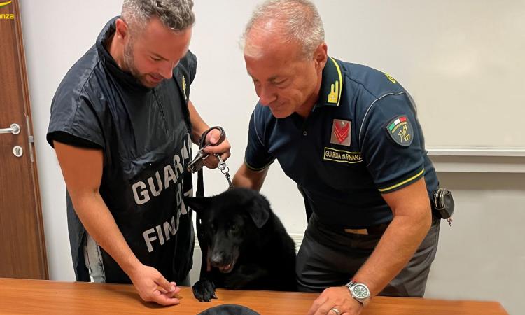 Il cane "Hanima" fiuta la droga nel negozio: arrestato gestore 35enne Il cane "Hanima" fiuta la droga nel negozio: arrestato gestore 35enne