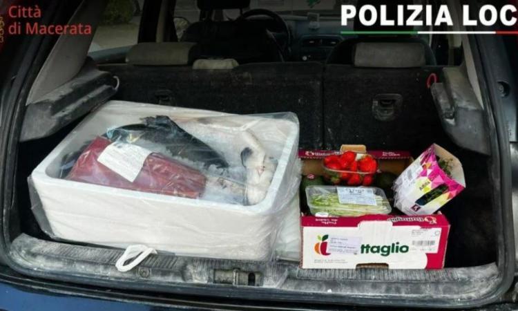 Macerata, tonno e salmone trasportati a temperature irregolari: multa di 6mila euro per un 19enne