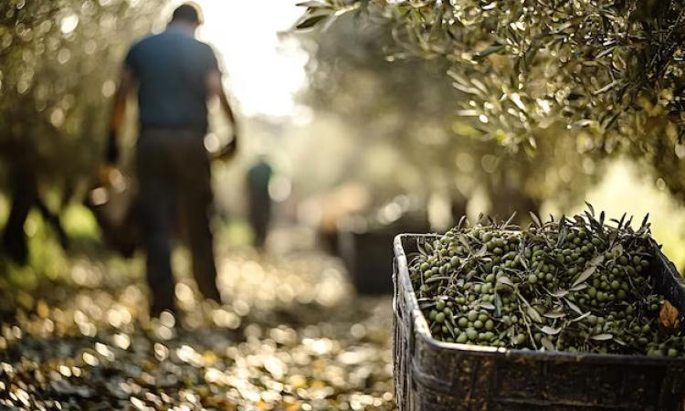 Macerata, il Comune cerca addetti alla raccolta delle olive e alla potatura: come fare domanda Macerata, il Comune cerca addetti alla raccolta delle olive e alla potatura: come fare domanda