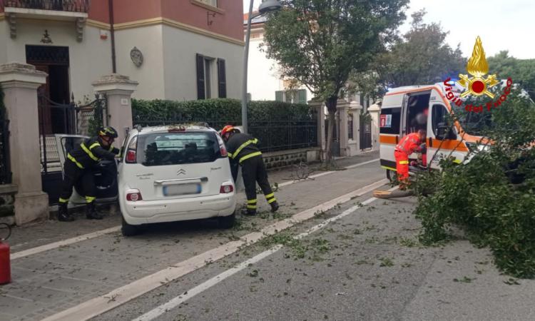 Scontro tra due auto, una abbatte un albero: una donna liberata dall'abitacolo dai vigili del fuoco Scontro tra due auto, una abbatte un albero: una donna liberata dall'abitacolo dai vigili del fuoco