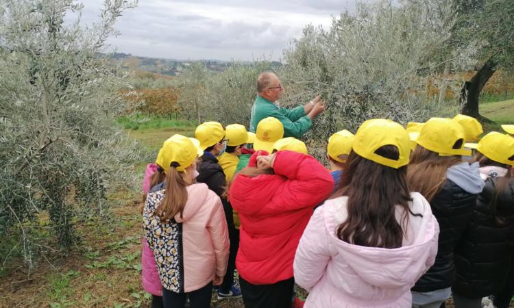 Olio, Coldiretti Marche: “Annata di alta qualità ma serve sostegno per il futuro del settore” Olio, Coldiretti Marche: “Annata di alta qualità ma serve sostegno per il futuro del settore”