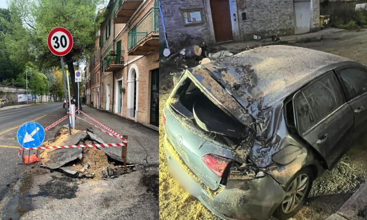 Macerata - Pino crollato a Santa Croce, i cittadini: "Problema segnalato da mesi, mai ricevuto risposta"