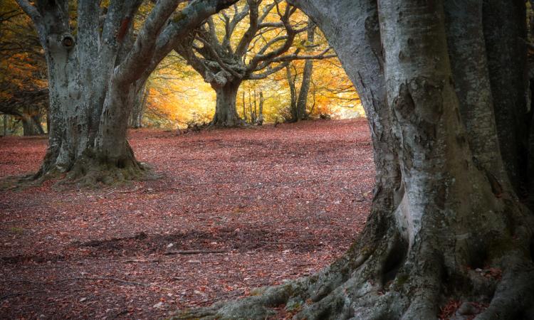 San Severino, escursione autunnale nella faggeta di Canfaito con il Cammino dei Forti San Severino, escursione autunnale nella faggeta di Canfaito con il Cammino dei Forti