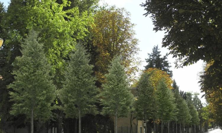 Macerata, il pino crollato "smuove" il Comune: fissati lavori di verifica in viale Indipendenza Macerata, il pino crollato "smuove" il Comune: fissati lavori di verifica in viale Indipendenza