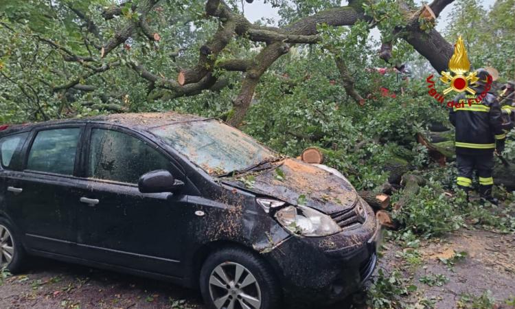 Macerata, quercia si abbatte su un'auto in sosta: intervento dei vigili del fuoco a Villa Potenza