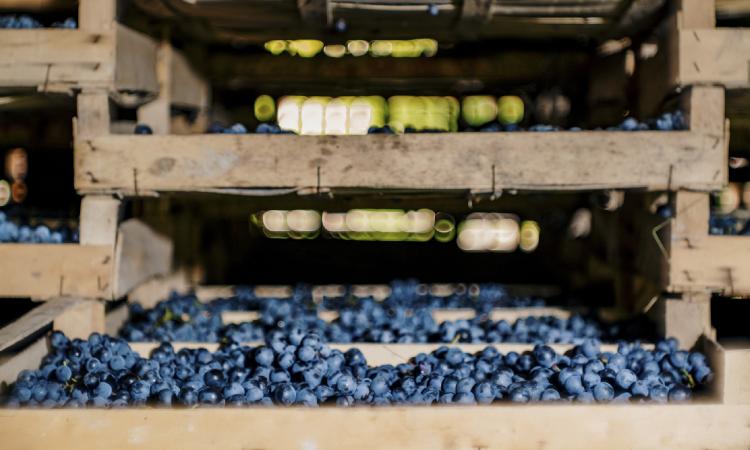 Serrapetrona, Appassimenti aperti 2024: tornano le degustazioni della vernaccia in piazza, il programma Serrapetrona, Appassimenti aperti 2024: tornano le degustazioni della vernaccia in piazza, il programma