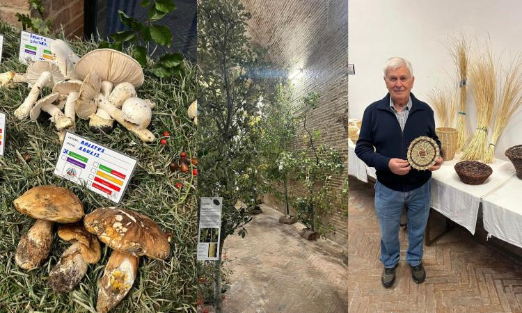 Matelica, la mostra micologica torna nel suo spazio storico: grande affluenza a Palazzo Ottoni Matelica, la mostra micologica torna nel suo spazio storico: grande affluenza a Palazzo Ottoni