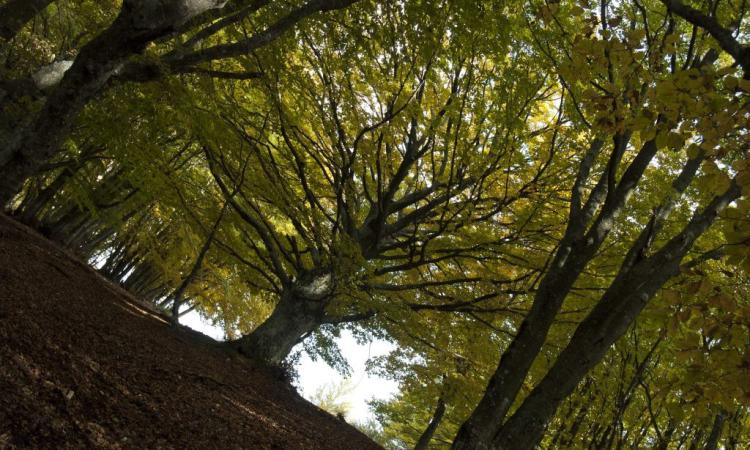 San Severino, "Il foliage del Canfaito tra i cinque migliori d'Italia": parola di Touring Club