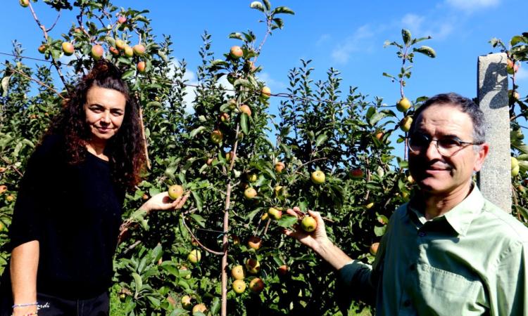 Monte San Martino, tornare nel passato e assaporarlo? All'Azienda Gobbi si può: viaggio tra i meleti antichi (FOTO e VIDEO) Monte San Martino, tornare nel passato e assaporarlo? All'Azienda Gobbi si può: viaggio tra i meleti antichi (FOTO e VIDEO)